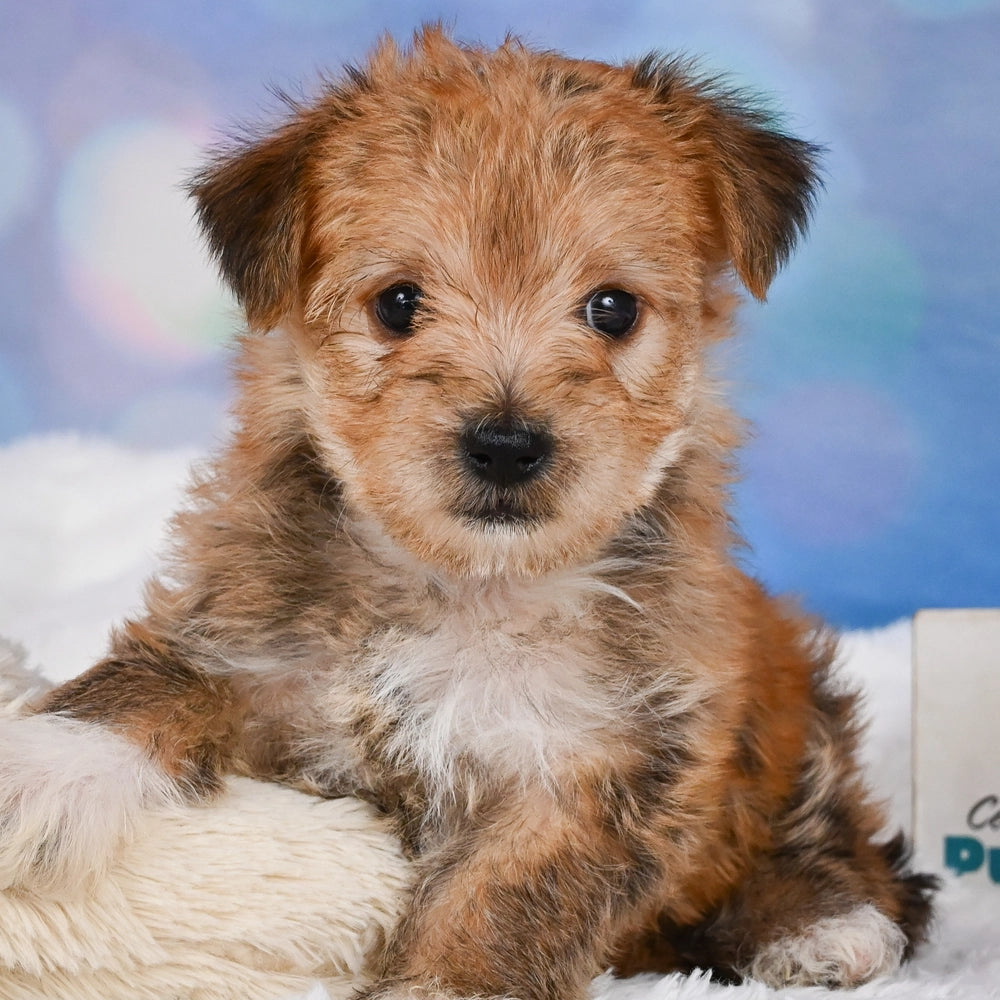 Baxter