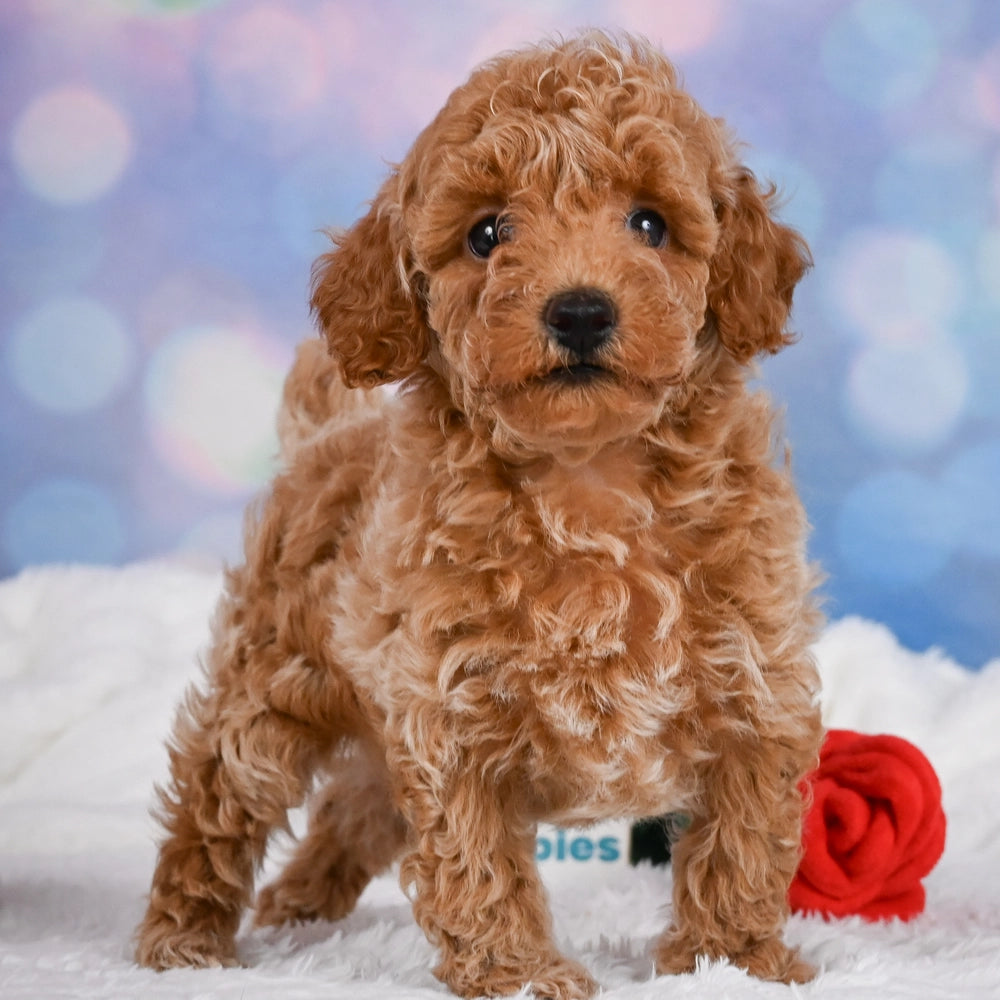 Ginger