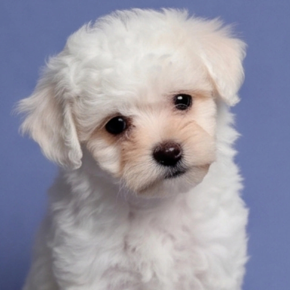 Winnie