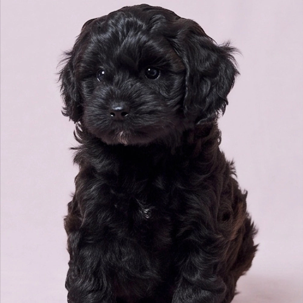 Biscuit