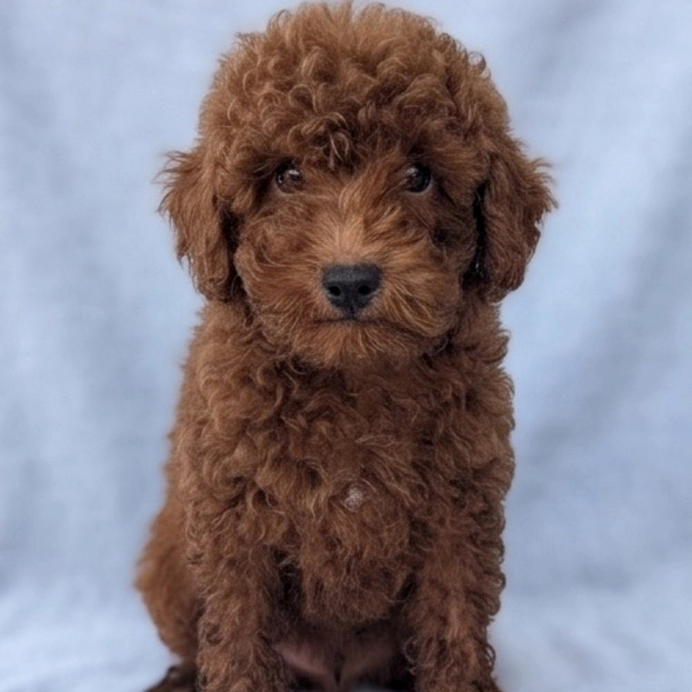 Winston