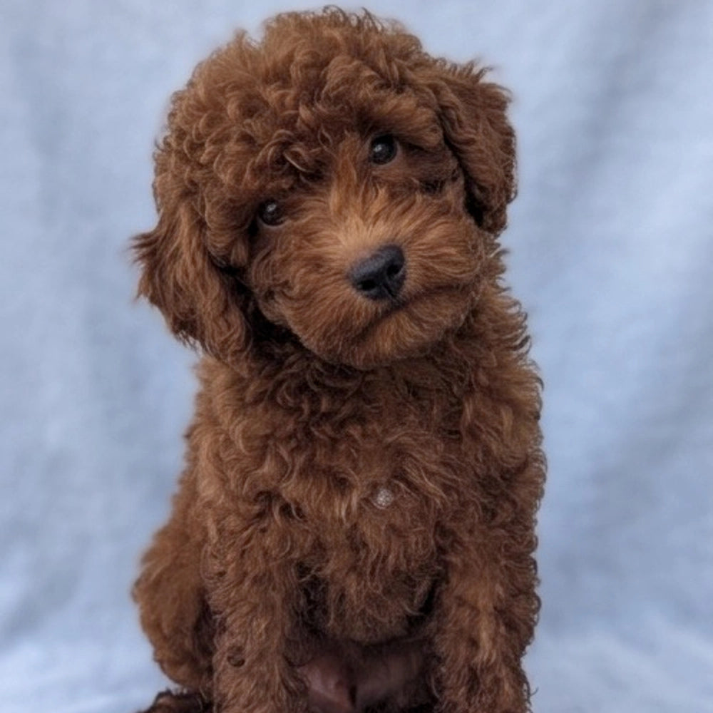 Winston