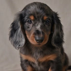Toby