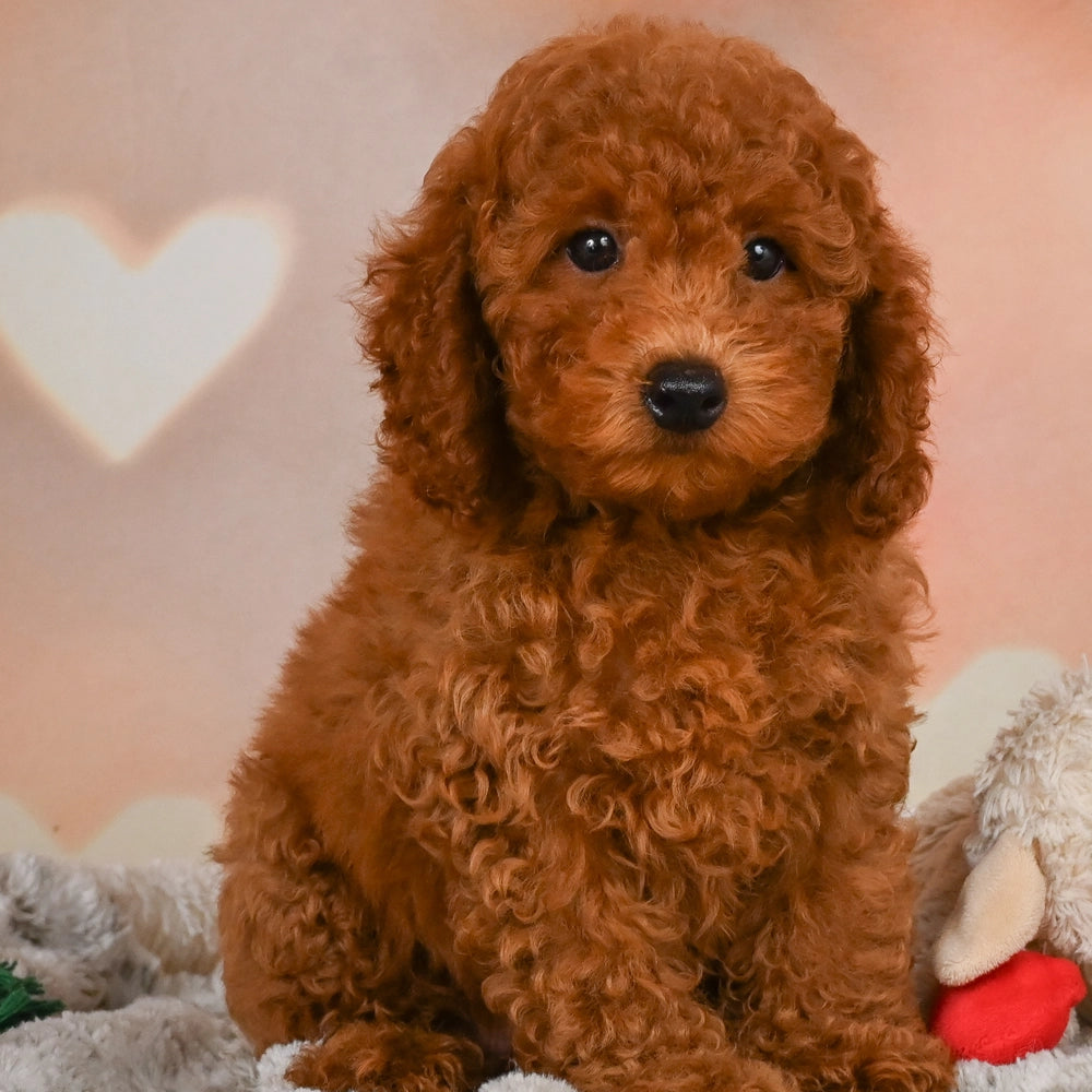 Remy