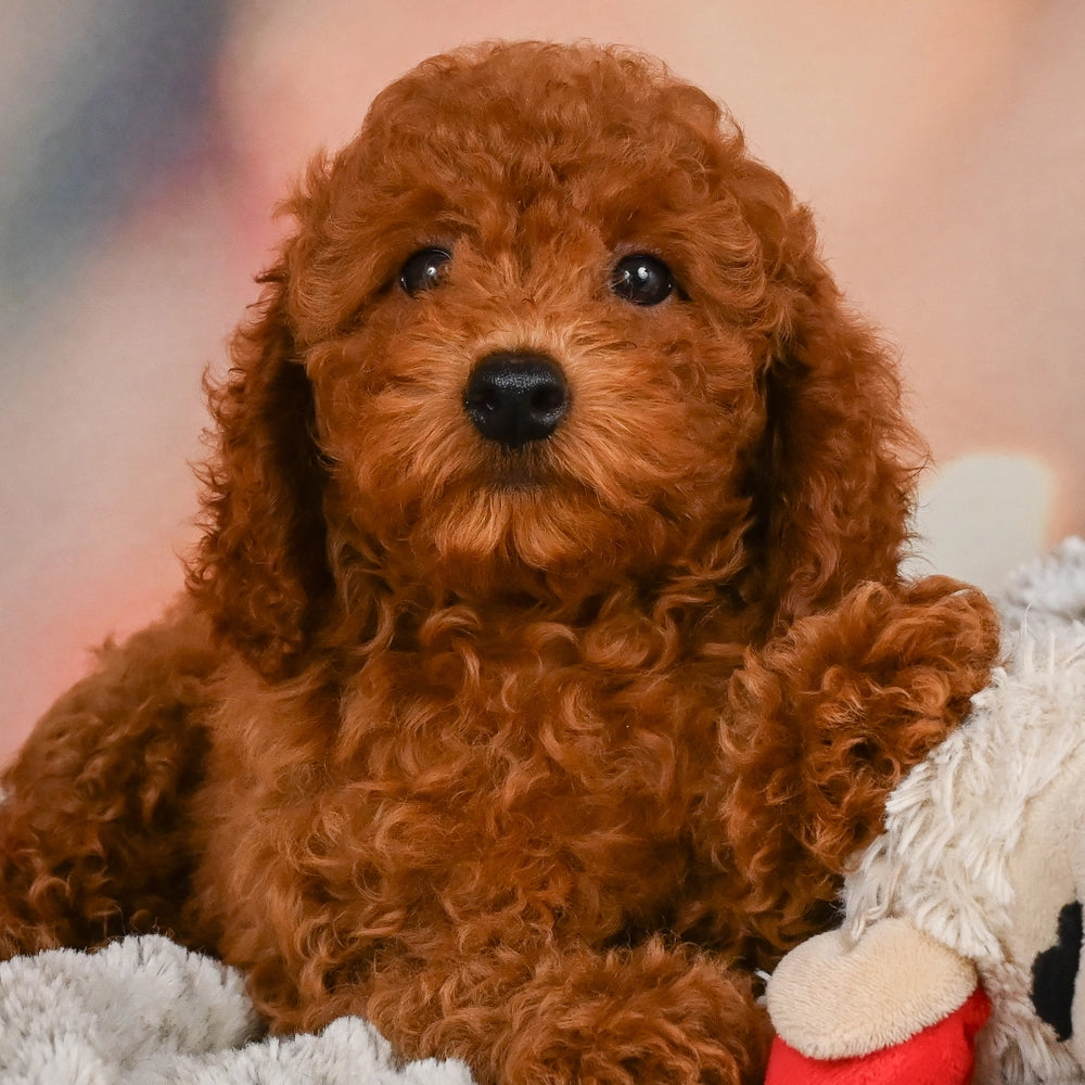 Remy