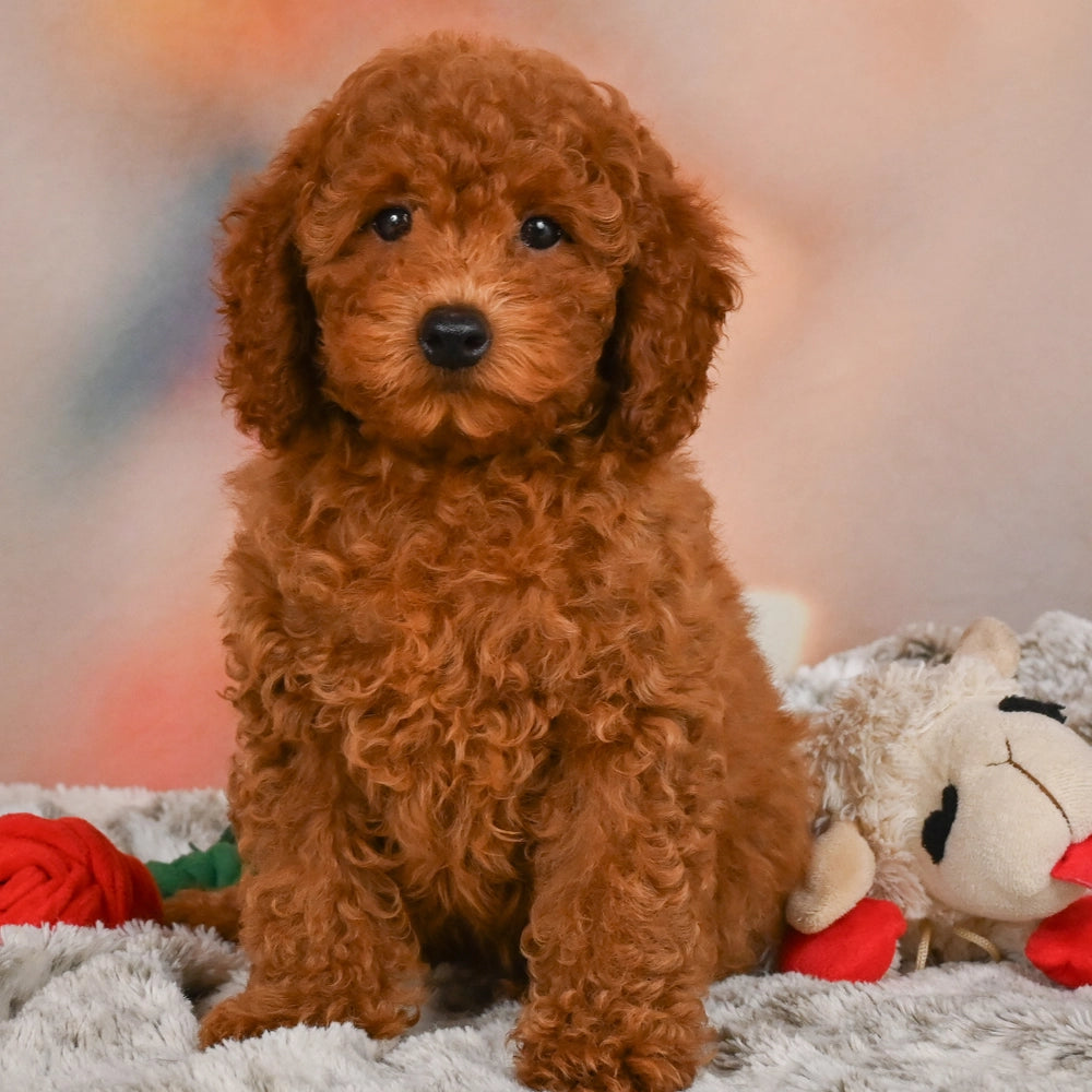 Remy