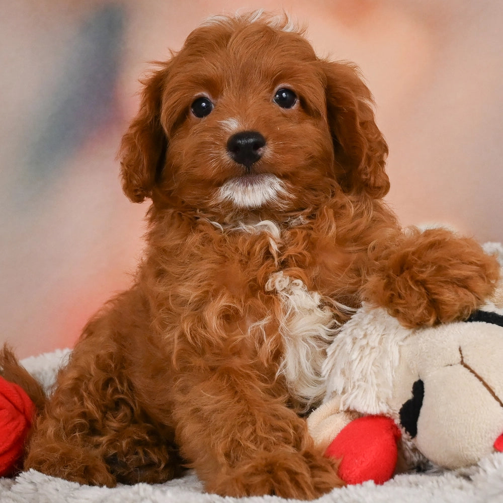 Bentley
