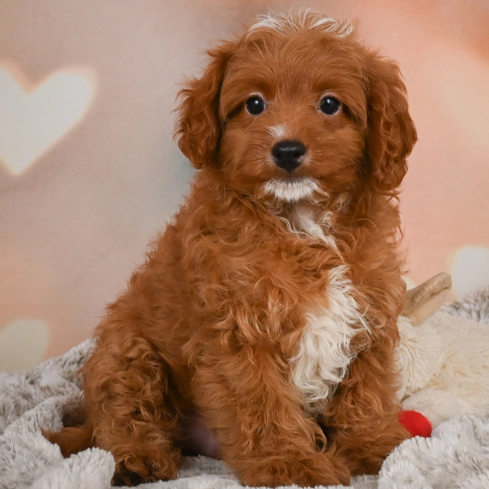 Bentley