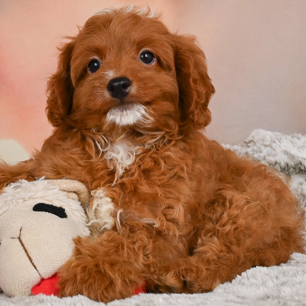 Bentley