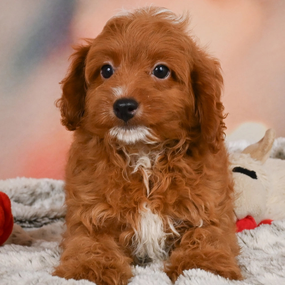 Bentley