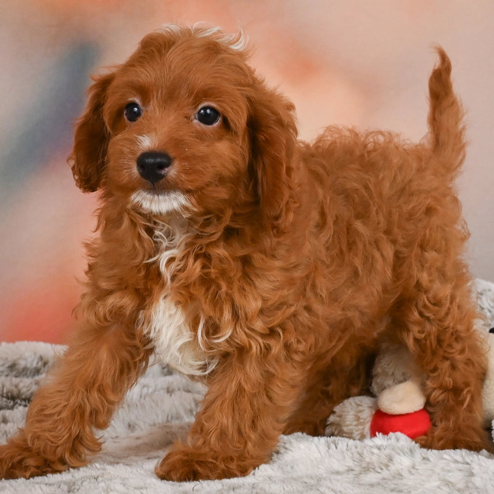 Bentley