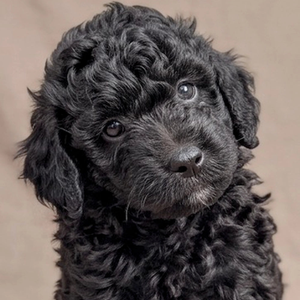 Duke