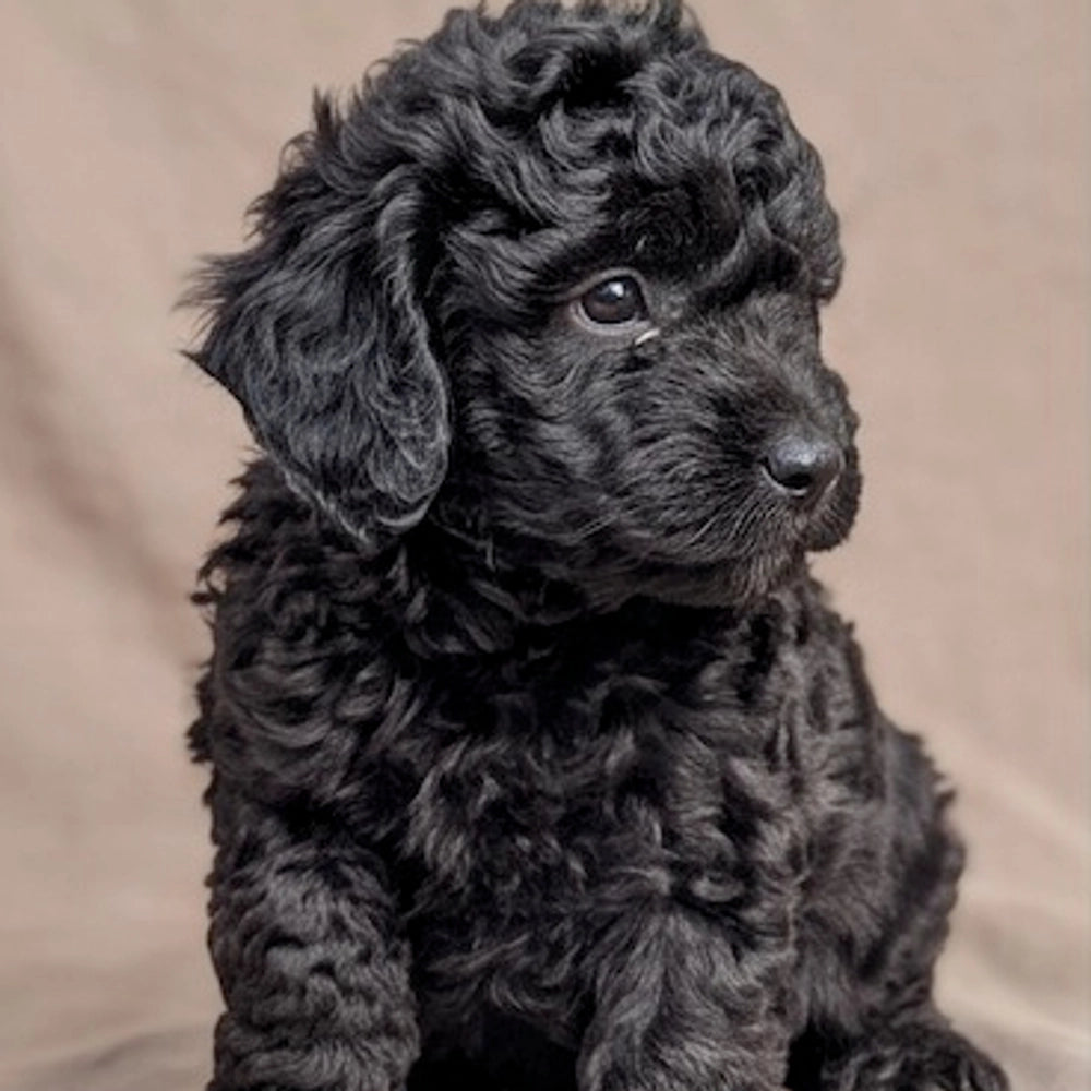 Duke
