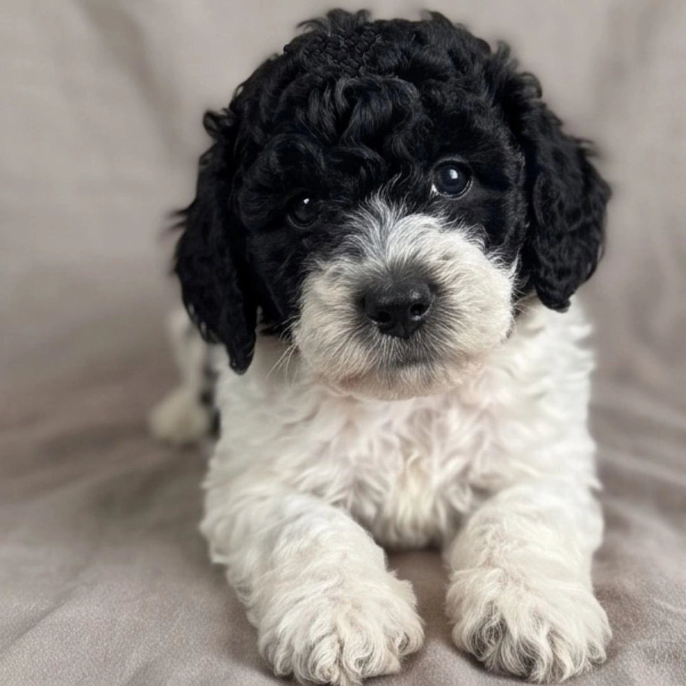 Benji