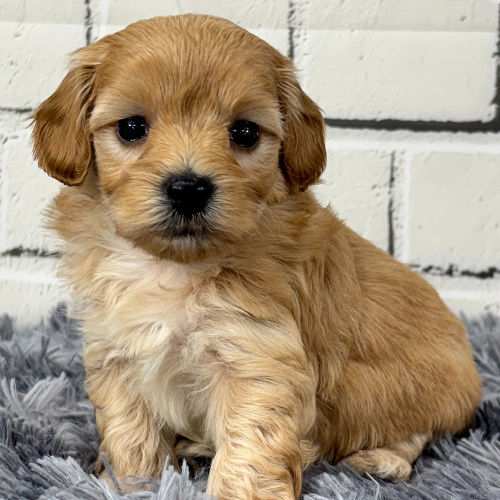 Lulu
