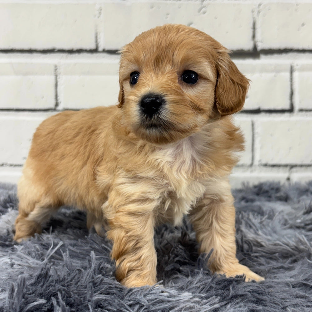 Lulu