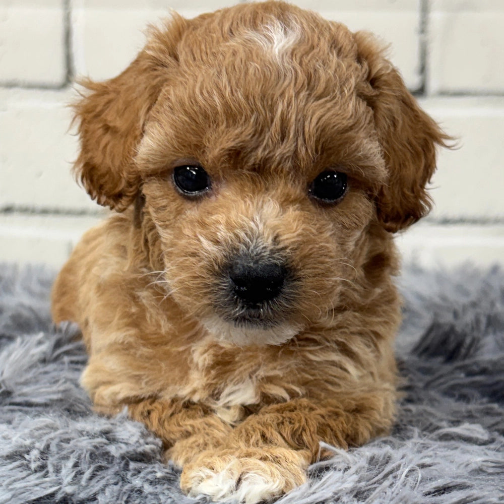 Oscar