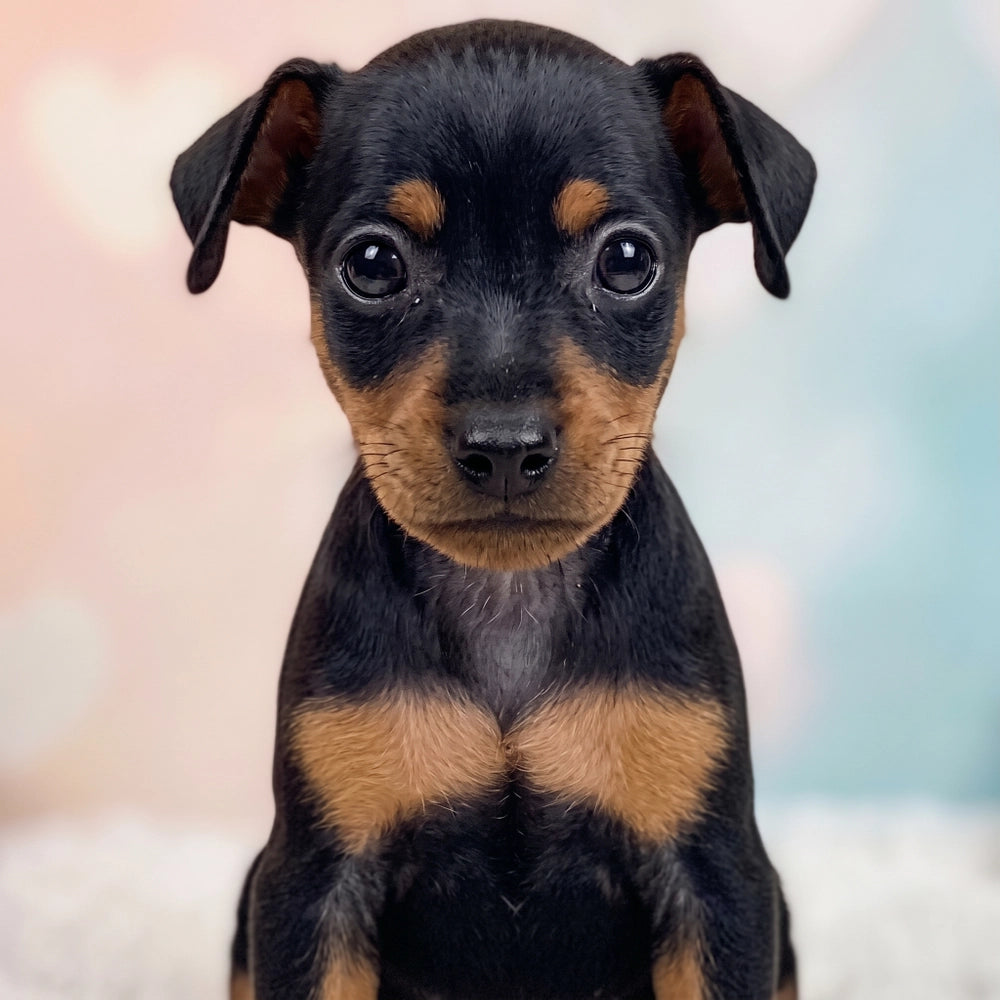 Nora