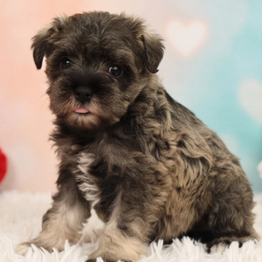 Mitzi
