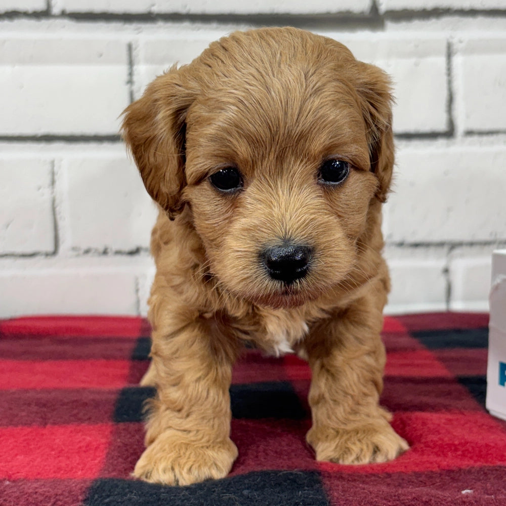 Charlie