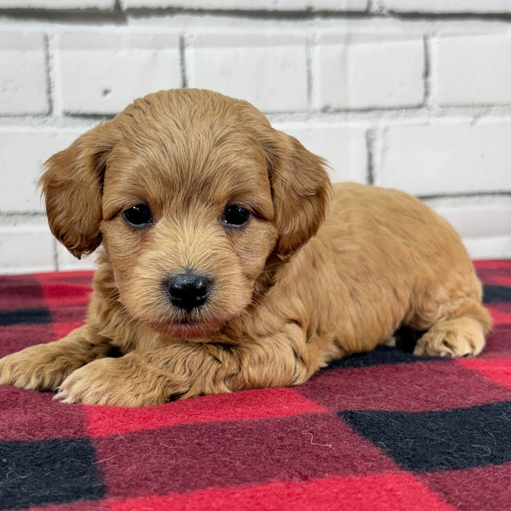 Charlie