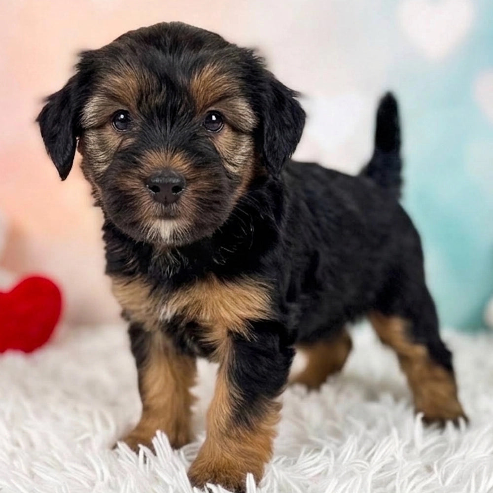 Winnie