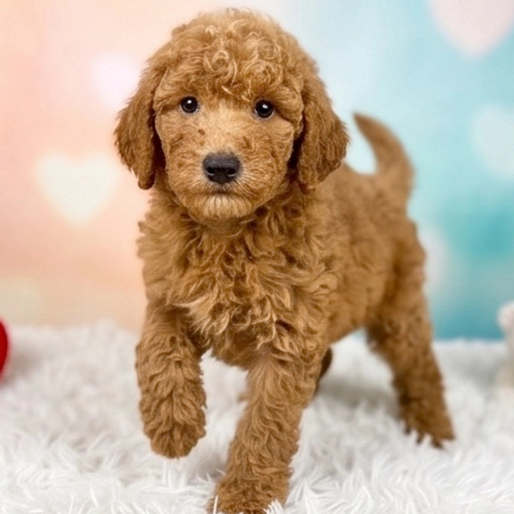 Ginger