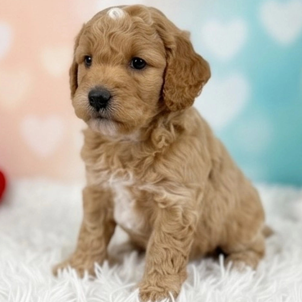 Tilly
