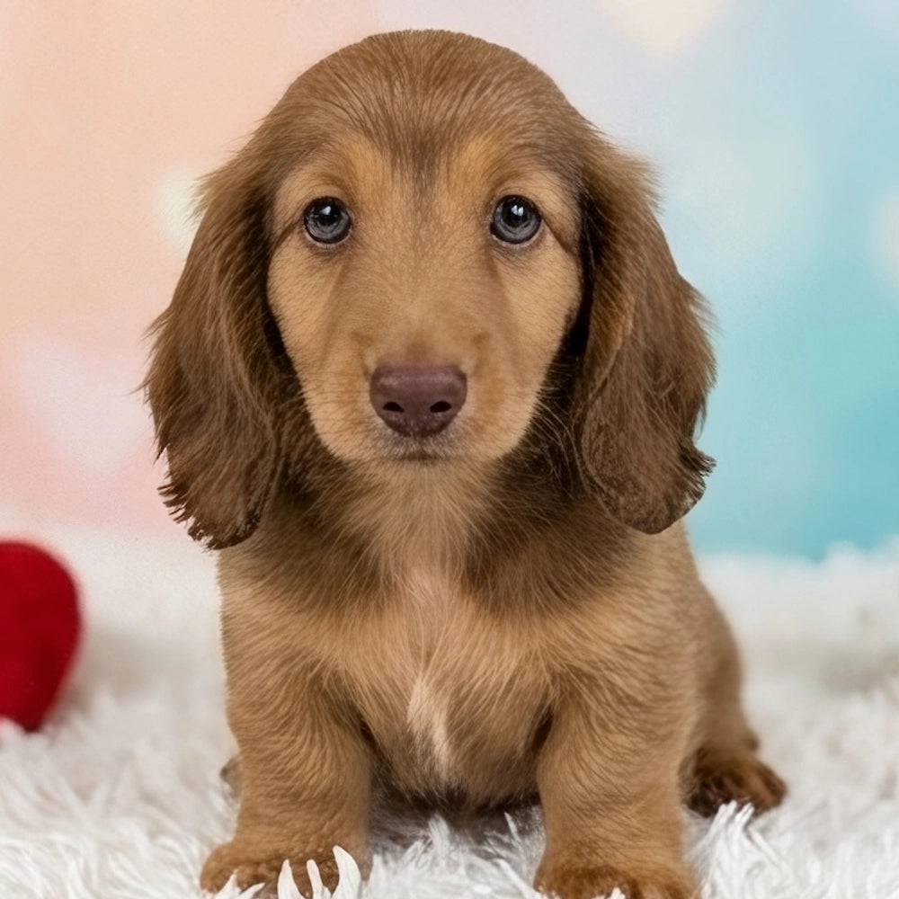 Caramel