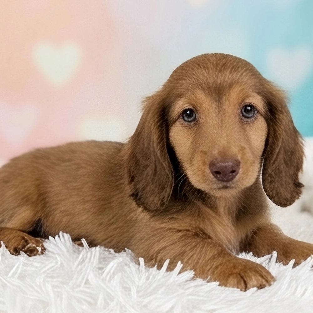 Caramel