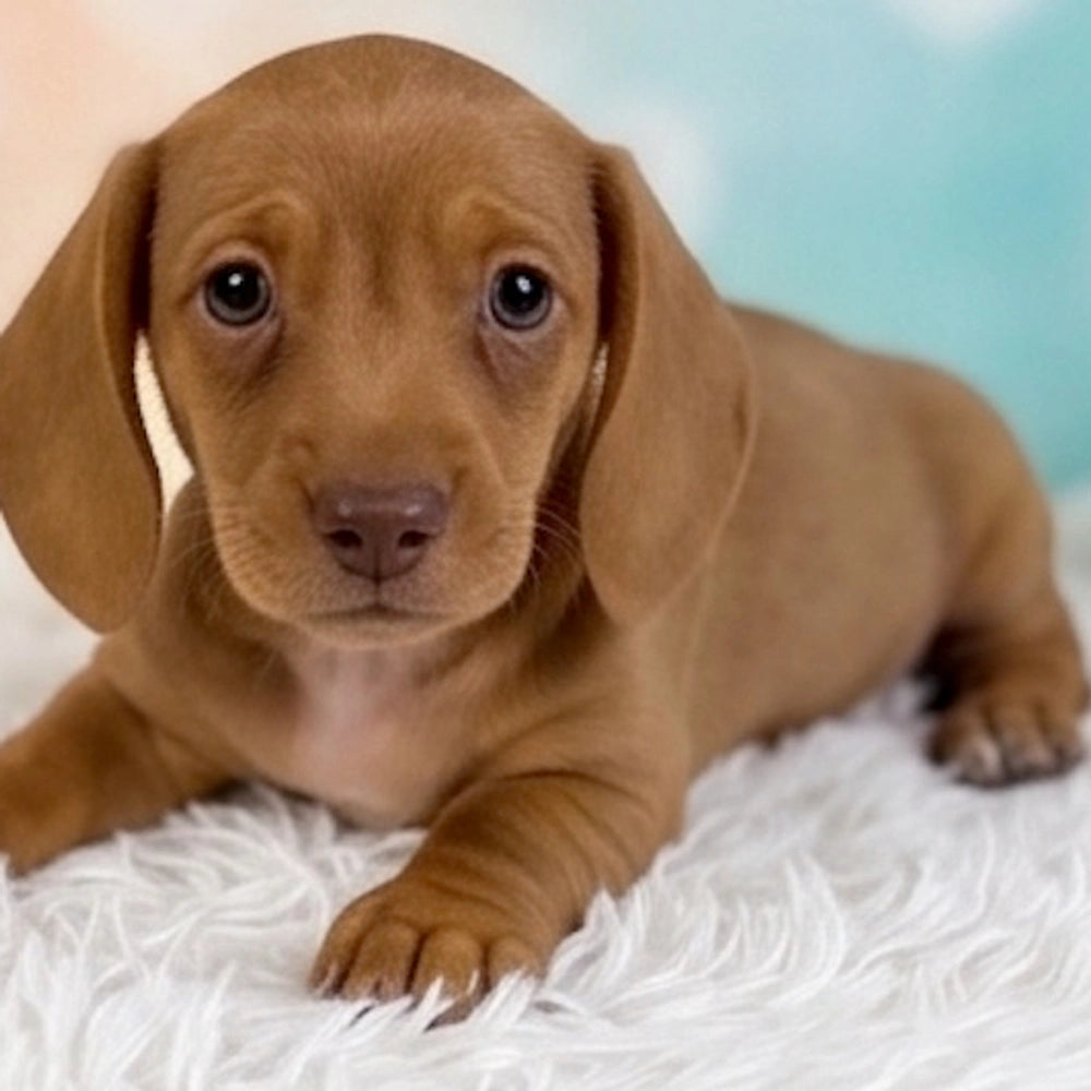 Hank
