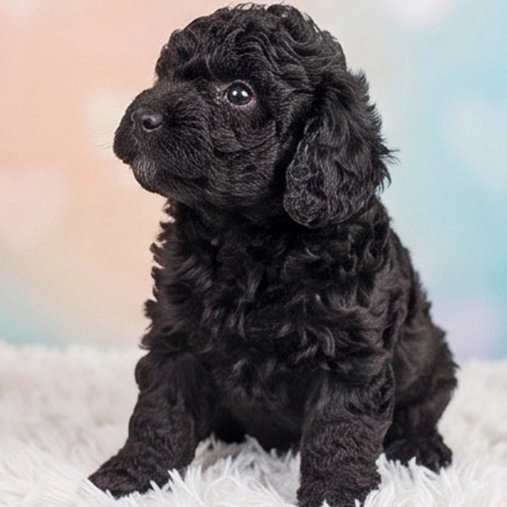 Duke
