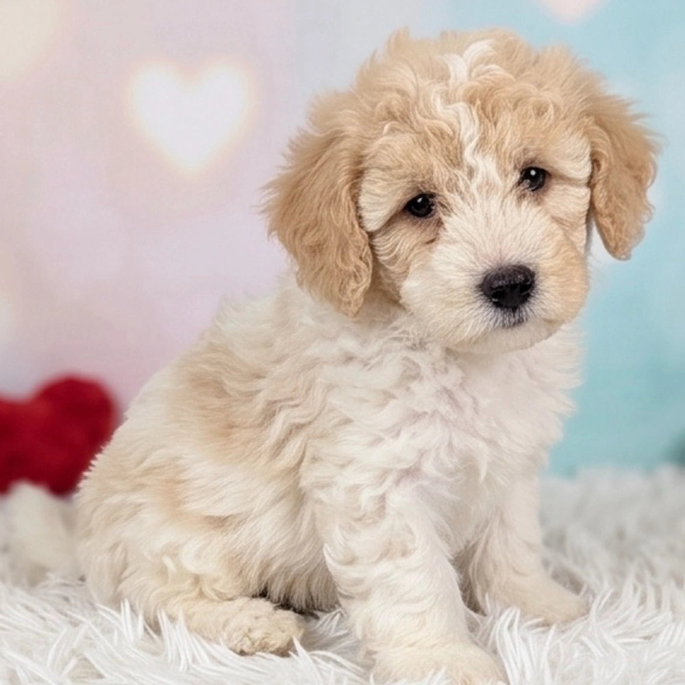 Marley