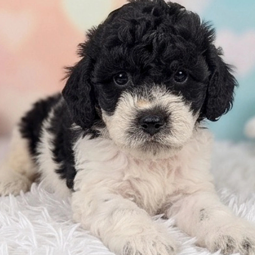 Benji