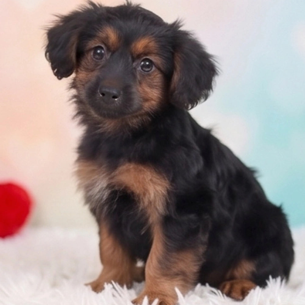 Tucker