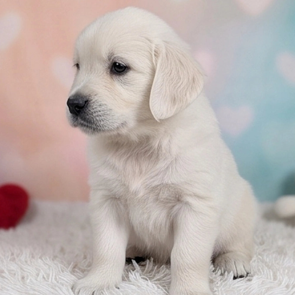Lottie