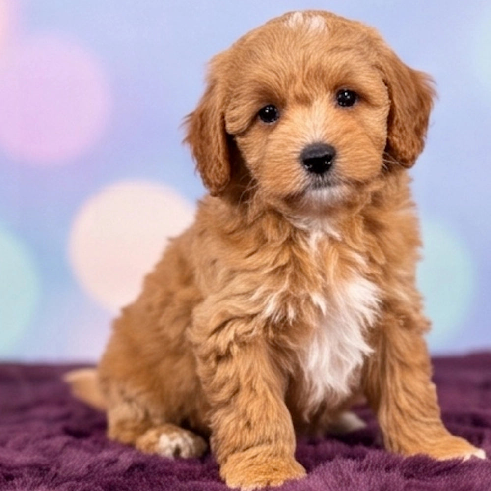 Oscar