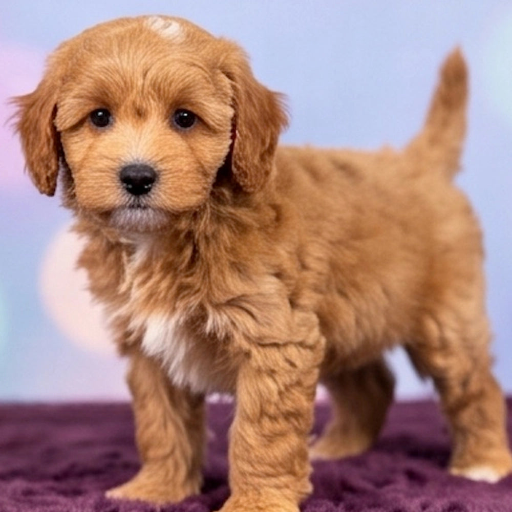 Oscar