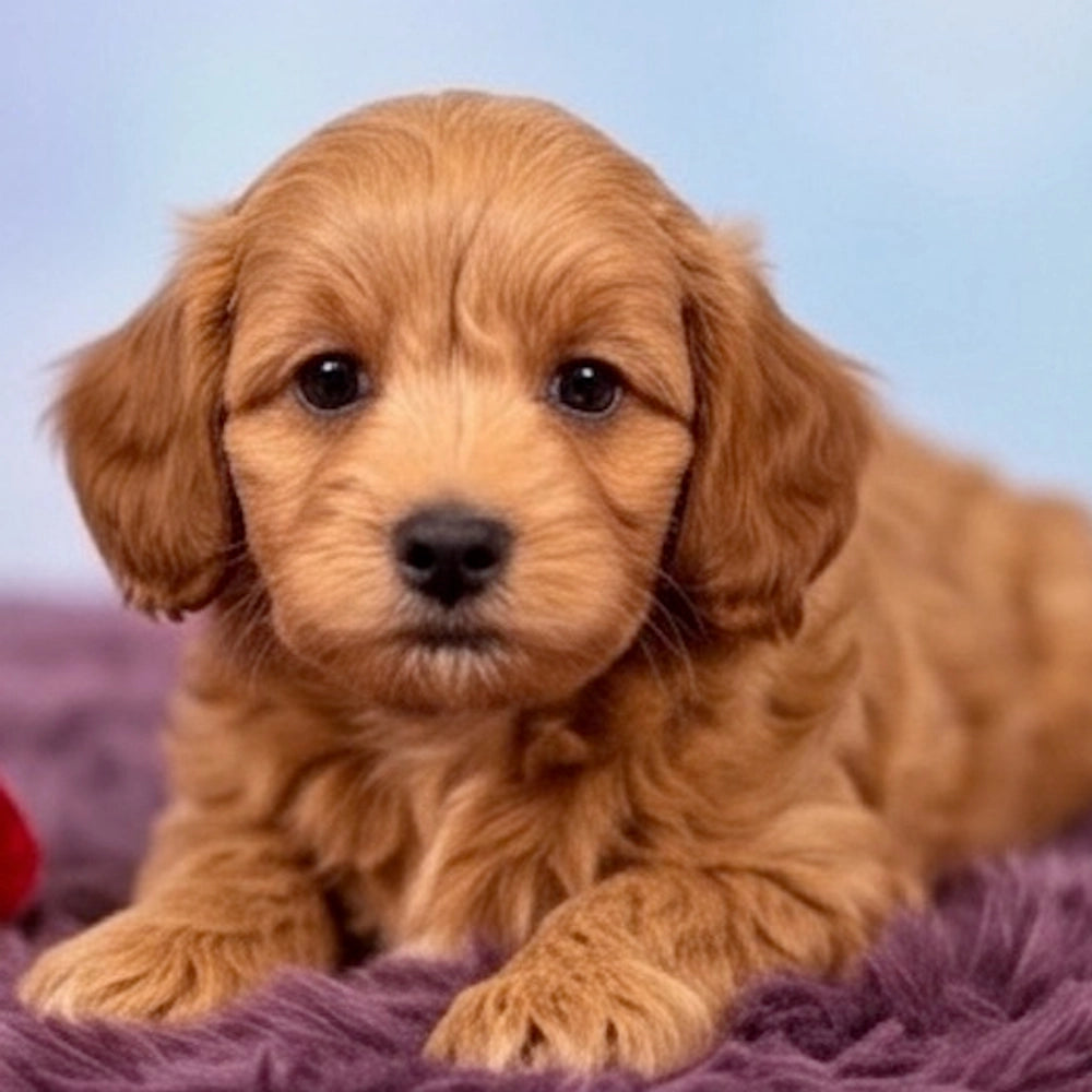 Charlie