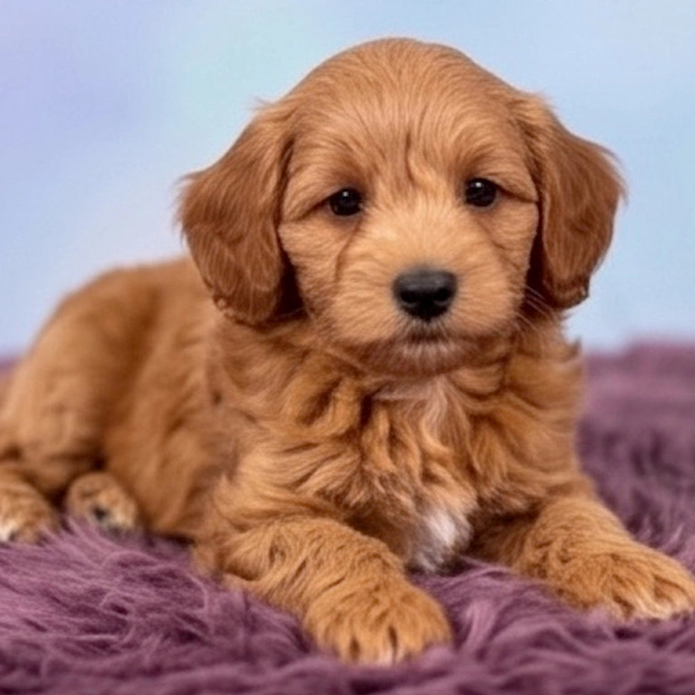 Charlie