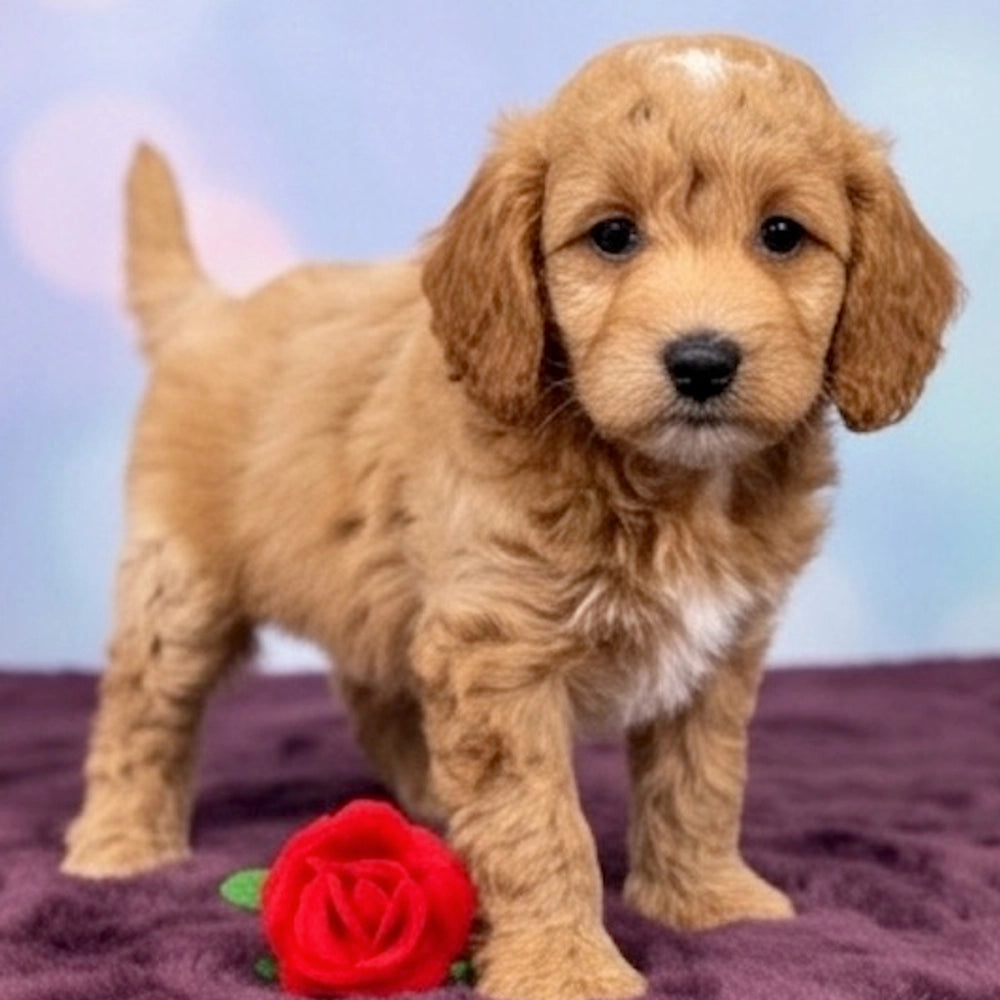 Tilly