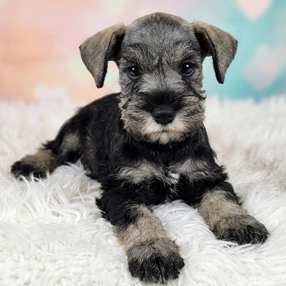 Lulu