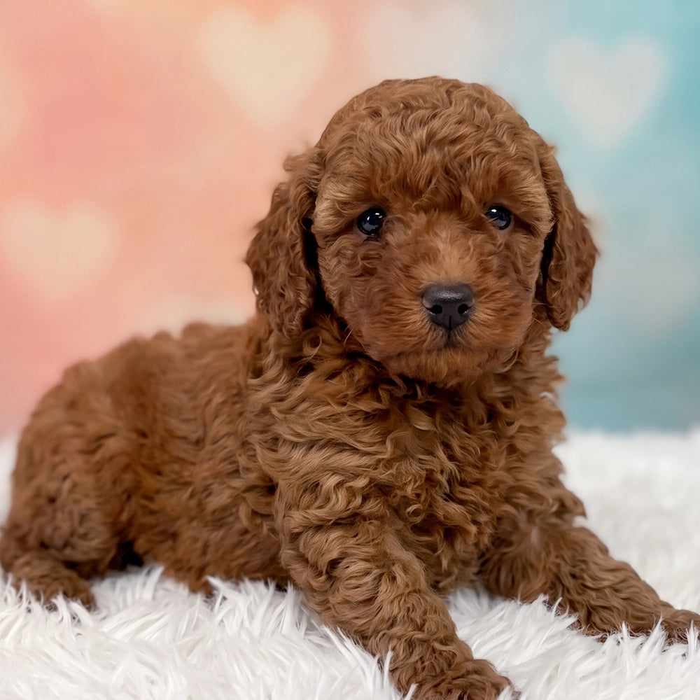 Coco