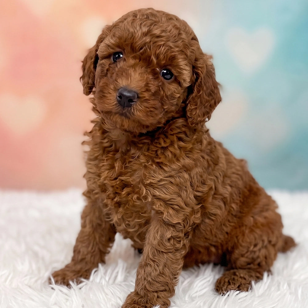 Coco