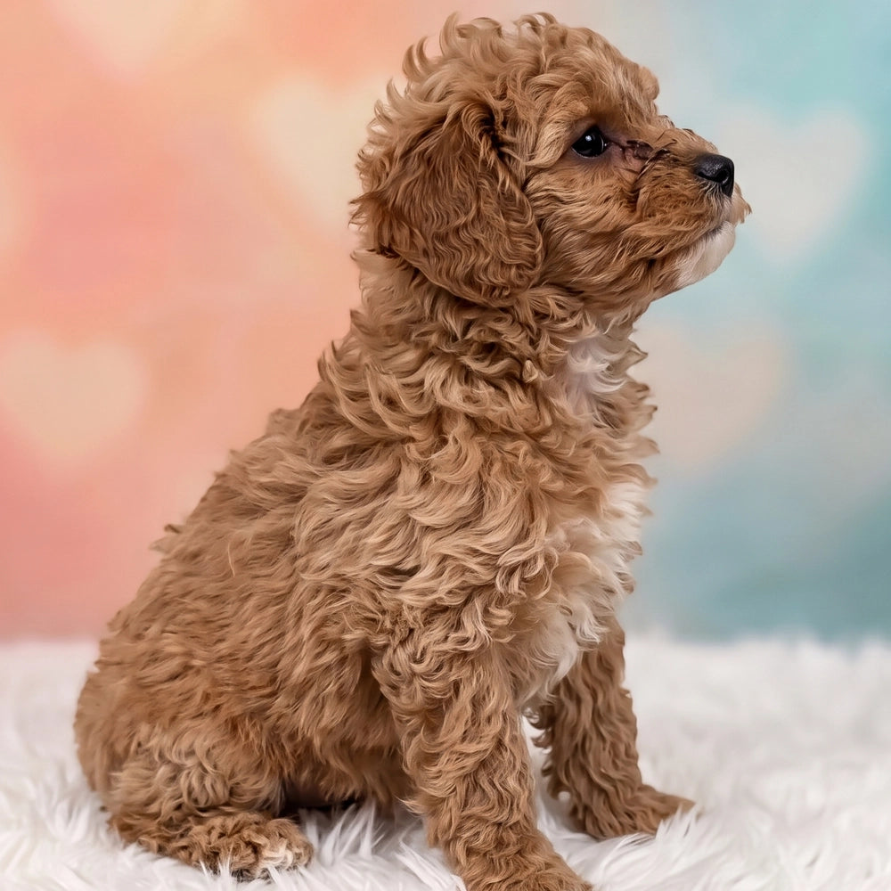 Hazel