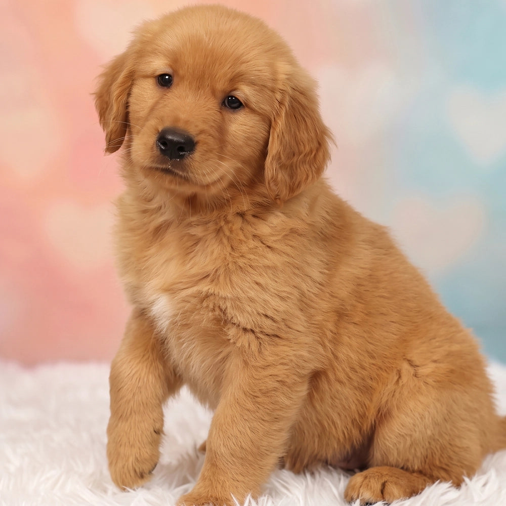 Remy