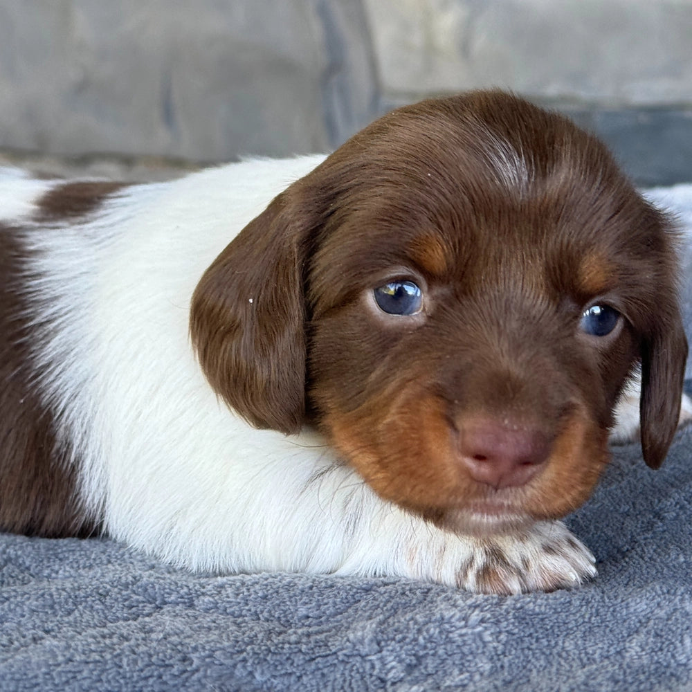 Sadie