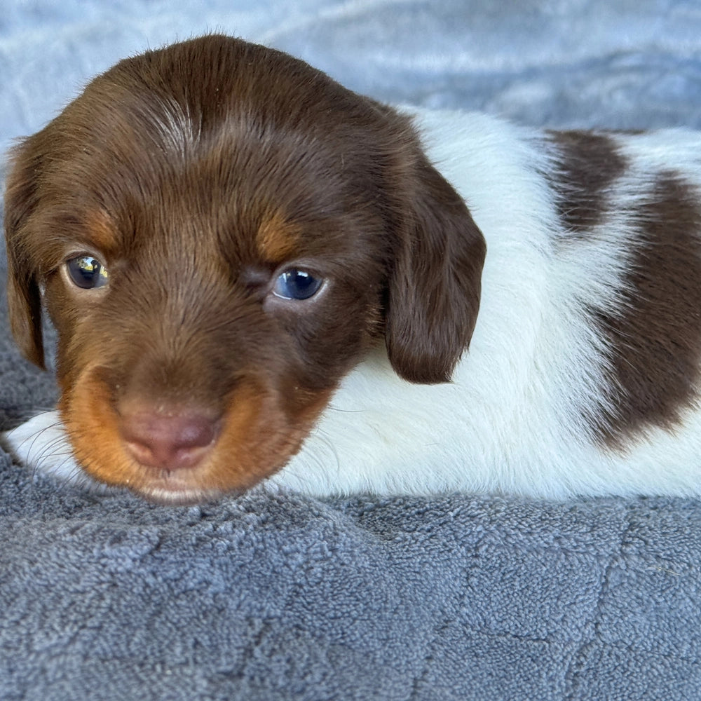Sadie