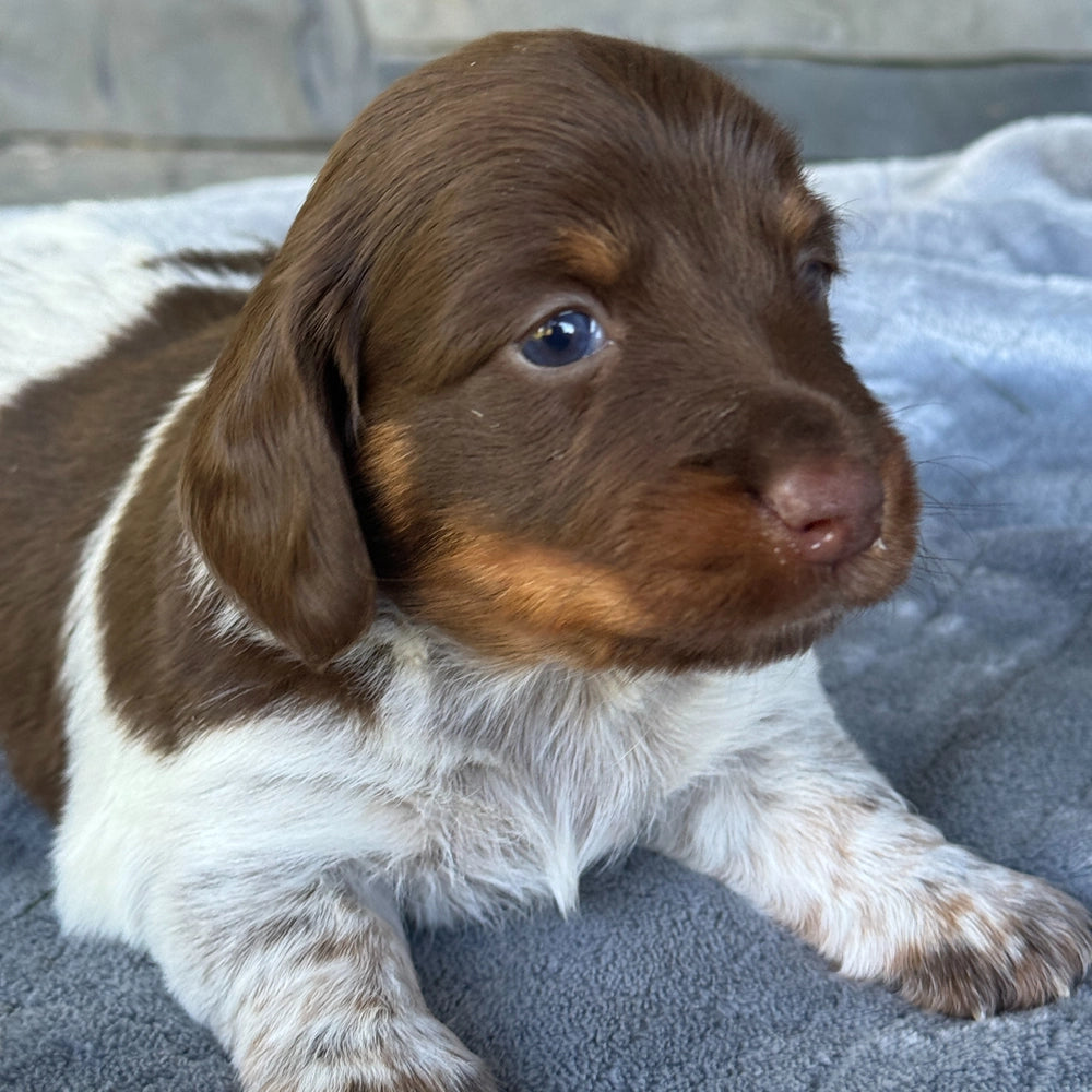 Mocha
