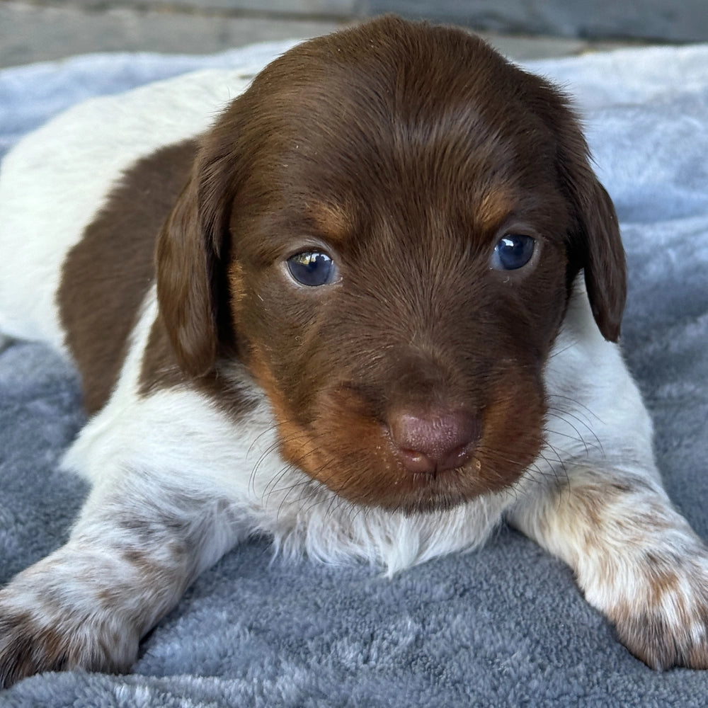Mocha
